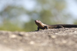 Lizard in the sun